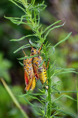 Bataklıkta turuncu ve sarı çekirge.