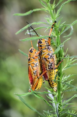 Bataklıkta turuncu ve sarı çekirge.