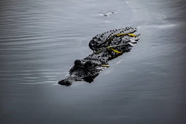 Alligator Nageant Dans Eau Marais — Photo