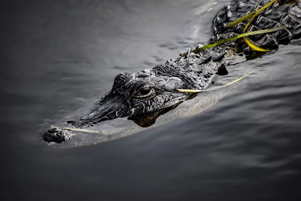 Alligator Nageant Dans Eau Marais — Photo