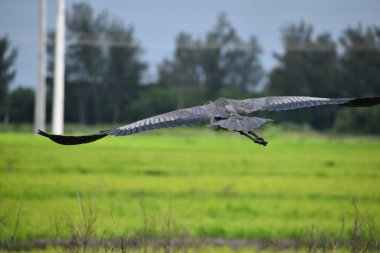 Büyük mavi balıkçıl kanatlarını açıp bataklıkta uçuyor..