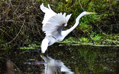Büyük beyaz balıkçıl (Ardea alba) bataklık çimlerini keşfediyor
