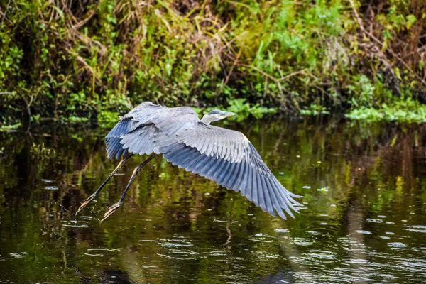 Großer Blauer Reiher Spreizt Flügel Und Fliegt Sumpf — Stockfoto
