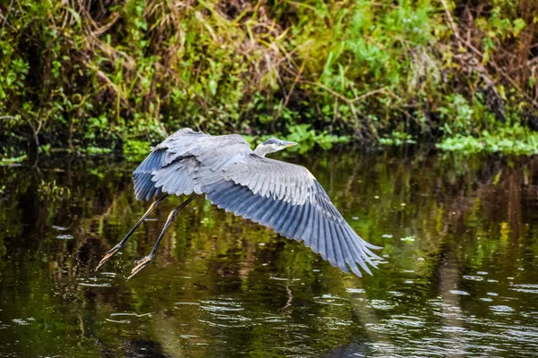 Grand Héron Écartant Les Ailes Volant Dans Marais — Photo