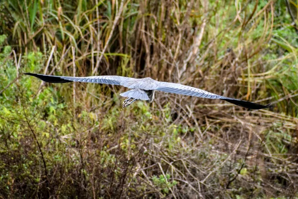 Big Blue Heron Spreading Wings Flying Swamp — Stock Photo, Image