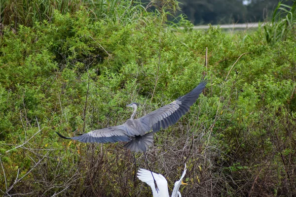 Büyük Mavi Balıkçıl Kanatlarını Açıp Bataklıkta Uçuyor — Stok fotoğraf