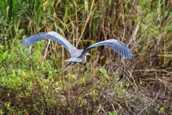 Büyük Mavi Balıkçıl Kanatlarını Açıp Bataklıkta Uçuyor — Stok fotoğraf