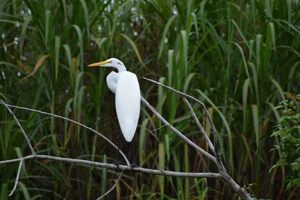 Büyük Beyaz Balıkçıl Ardea Alba Bataklık Çimlerini Keşfediyor — Stok fotoğraf