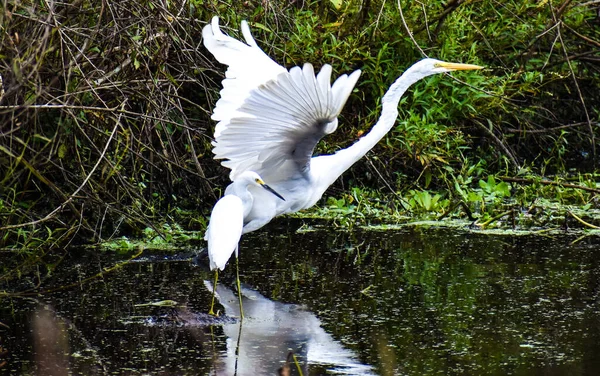 Silberreiher Ardea Alba Erkundet Das Sumpfgras — Stockfoto