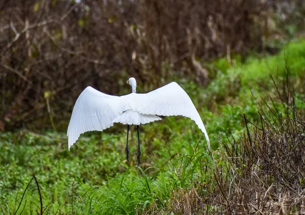 Żółw Biały Ardea Alba Zwiedzający Trawę Bagienną — Zdjęcie stockowe