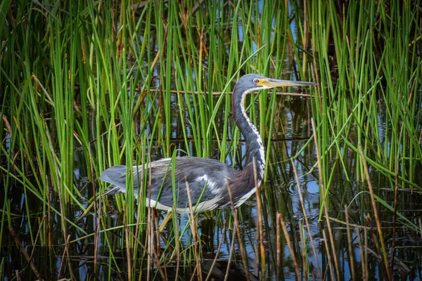 Little Blue Heron Pântano Flórida — Fotografia de Stock