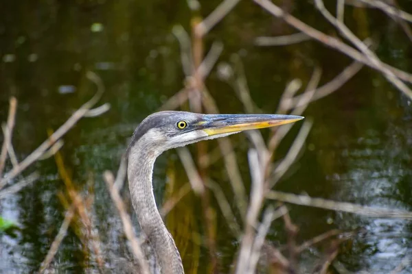 Μεγάλη Κεφάλι Νεανική Blue Heron Στο Επίκεντρο — Φωτογραφία Αρχείου