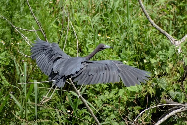 Egretta Caerulea別名Little Blue Heron — ストック写真