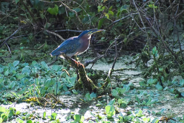 Héron Dans Marécage Perché Sur Une Branche Dans Une Réserve — Photo