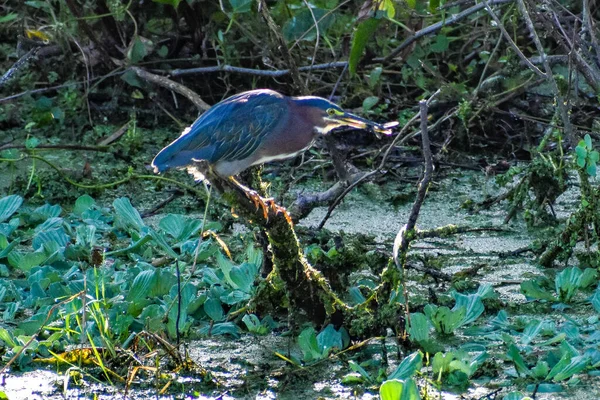 Heron Swamp Perched Branch National Wildlife Refuge — Stock Photo, Image