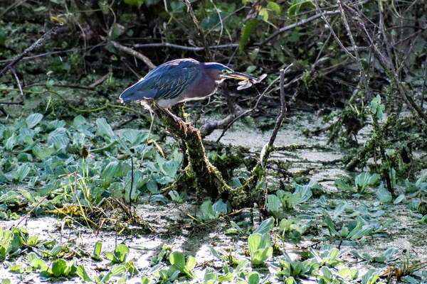 Héron Dans Marécage Perché Sur Une Branche Dans Une Réserve — Photo