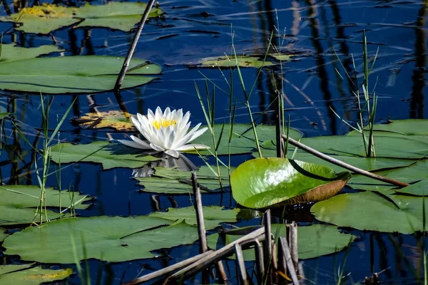 Flowers and lily pads in the river and marsh.