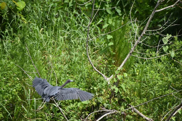 Egretta Caerulea Ook Bekend Onder Naam Little Blue Heron — Stockfoto