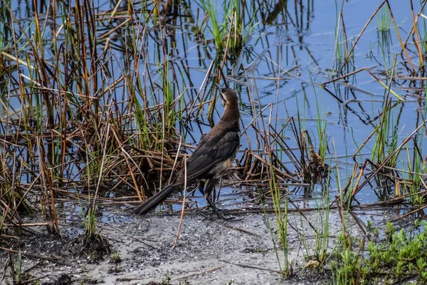 Grackle Queue Bateau Quiscalus Major Arthur Marshall National Wildlife Reserve — Photo