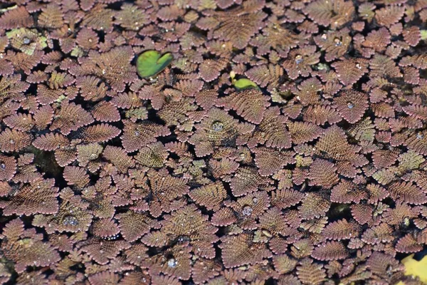 Feathered mosquitofern is an invasive plant in Florida