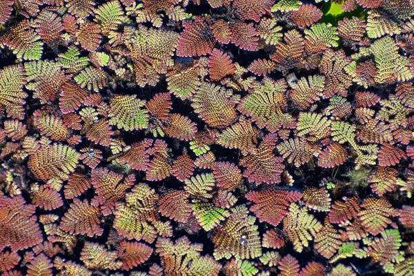 Feathered mosquitofern is an invasive plant in Florida