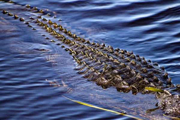 Alligatorhuid Ribbels Het Moeras — Stockfoto