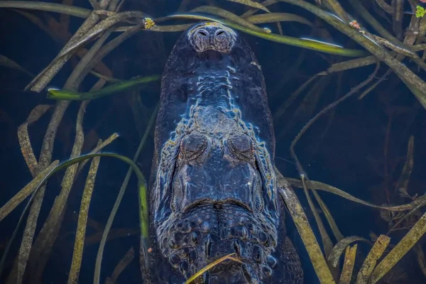 Ser Ned Alligator Som Svømmer – stockfoto