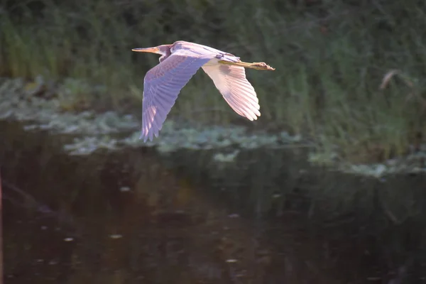 Vahşi Sulak Alanlarda Renkli Bir Kuş — Stok fotoğraf