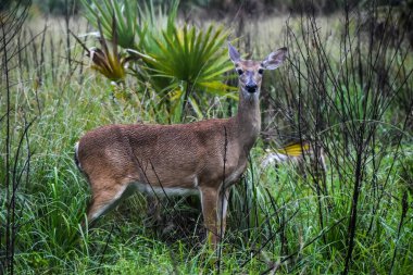 Beyaz Kuyruklu Geyik namı diğer Odocoileus Virginianus Florida 'da bir parkta yağmurda.