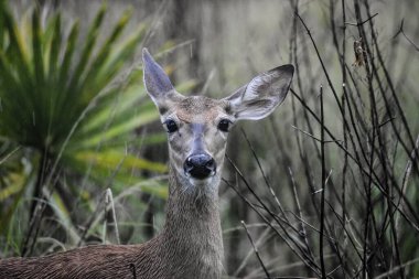 Beyaz Kuyruklu Geyik namı diğer Odocoileus Virginianus Florida 'da bir parkta yağmurda.