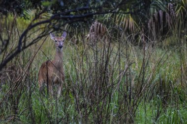 Beyaz Kuyruklu Geyik namı diğer Odocoileus Virginianus Florida 'da bir parkta yağmurda.