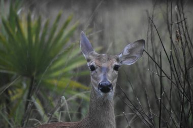 Beyaz Kuyruklu Geyik namı diğer Odocoileus Virginianus Florida 'da bir parkta yağmurda.