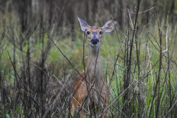 Cerf Virginie Alias Odocoileus Virginianus Sous Pluie Dans Parc Floride — Photo