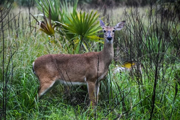 Beyaz Kuyruklu Geyik namı diğer Odocoileus Virginianus Florida 'da bir parkta yağmurda.