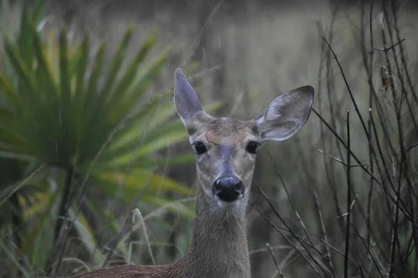 Fehér Farkú Szarvas Más Néven Odocoileus Virginianus Esőben Egy Floridai — Stock Fotó