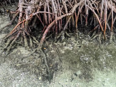 Güney Florida 'da temiz su ve mangrov kökleri