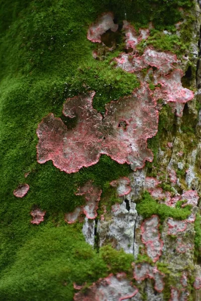 Cryptothecia Rubrocincta Crescendo Árvore Musgosa Pântano — Fotografia de Stock