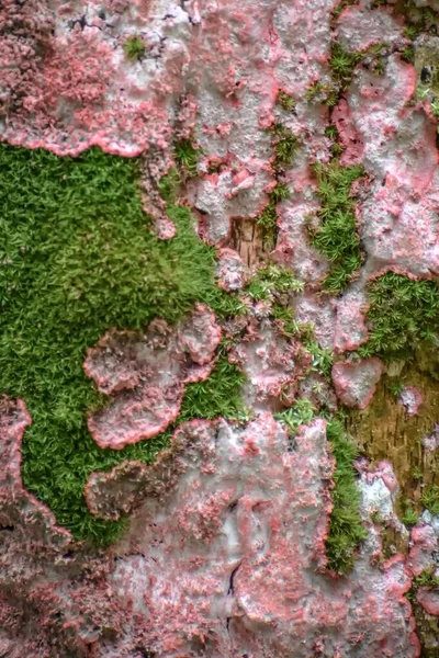 Cryptothecia Rubrocincta Growing Mossy Tree Swamp — Stock Photo, Image