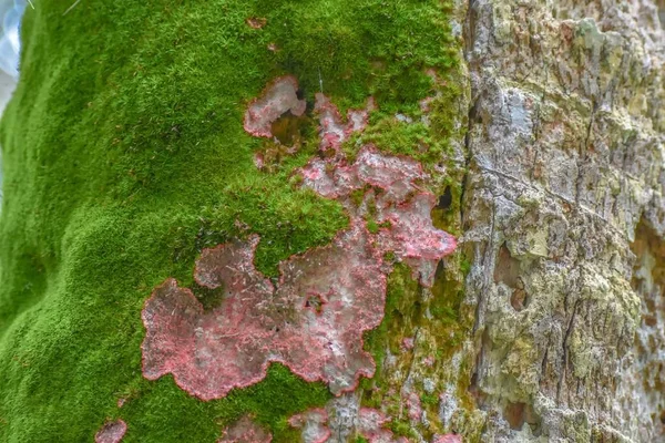 Cryptothecia Rubrocincta Crescendo Árvore Musgosa Pântano — Fotografia de Stock