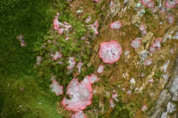 Cryptothecia Rubrocincta Crescendo Árvore Musgosa Pântano — Fotografia de Stock