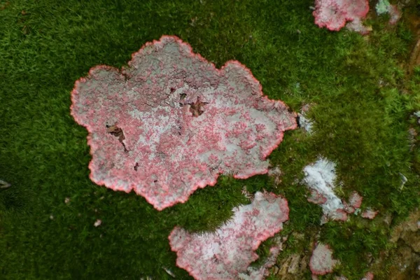 沼泽中的苔藓树上长着隐形虫 — 图库照片