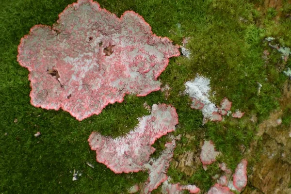 沼泽中的苔藓树上长着隐形虫 — 图库照片