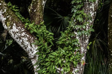Diriliş eğreltiotu bir tür epiftik eğrelti otudur. Bu da diğer bitki ve yapıların üzerinde büyür ve tohumlarla değil sporlarla çoğalır..