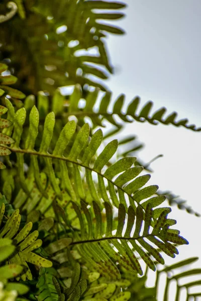 Resurrection Fern Type Epiphytic Fern Which Means Grows Top Other — Stock Photo, Image