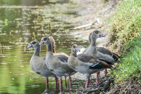 Alopochen Aegyptiacus Aka Egyptian Geese Babies — Stock Photo, Image