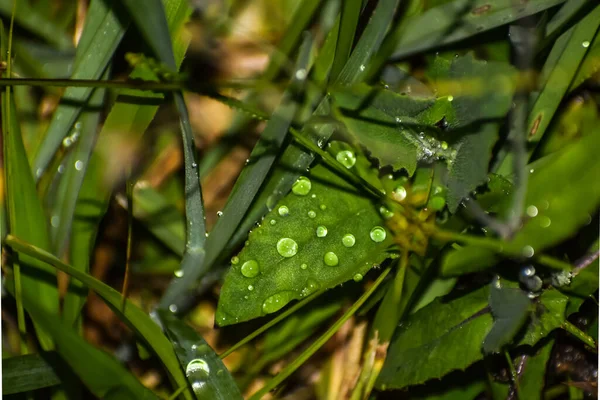 Rocío Gotas Las Hojas Hierba Campo — Foto de Stock