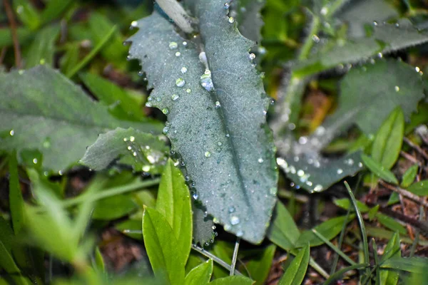 Gotas Orvalho Lâminas Grama Campo — Fotografia de Stock