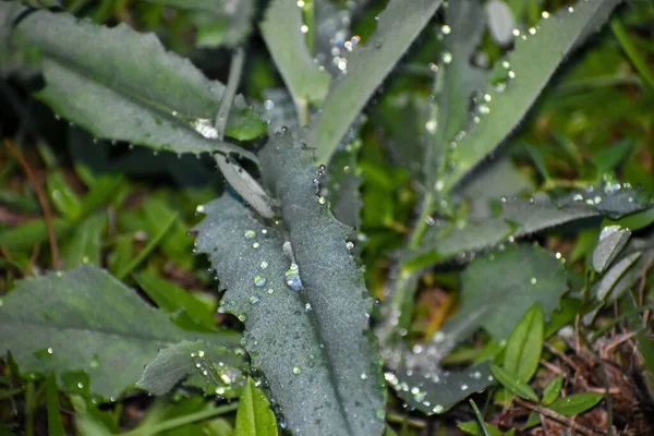 Dew Drops Blades Grass Field — Stock Photo, Image