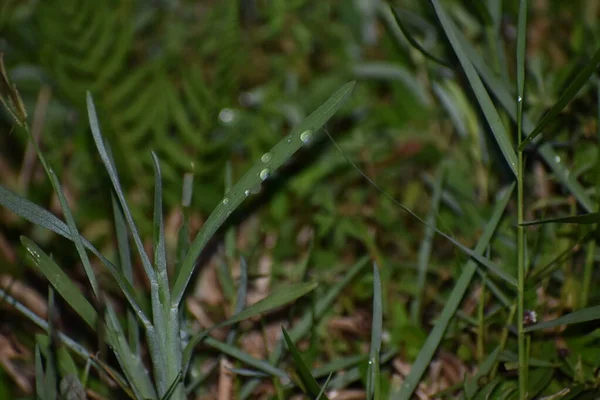 Gotas Orvalho Lâminas Grama Campo — Fotografia de Stock