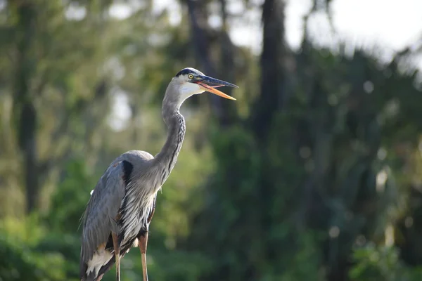 Mare Heron Albastru Cocoțat Copac Face Zgomot — Fotografie, imagine de stoc